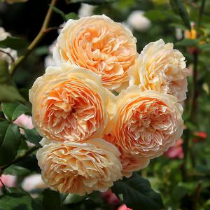 Роза "Crown Princess Margareta"
