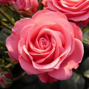 Роза "Bella Rosa"
