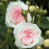 Шиповник (роза) сортовой "Felicite Parmentier"