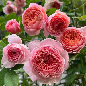 Роза "William Morris"
