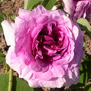 Роза "Jenny Duval"
