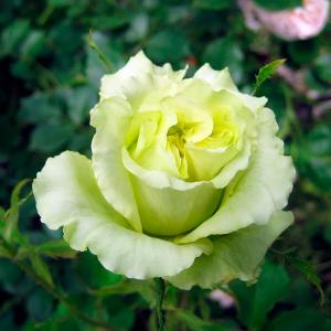 Роза "Super Green"