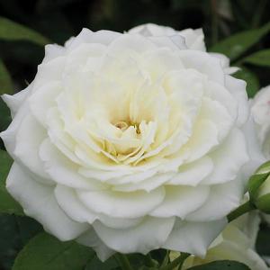 Роза "Alabaster"