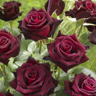 Роза "Black Baccara"