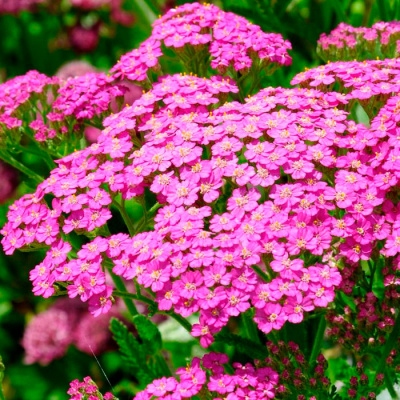 Тысячелистник обыкновенный "Lilac Beauty"